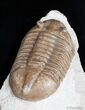 / Inch Asaphus Lepidurus Trilobite #2789-5